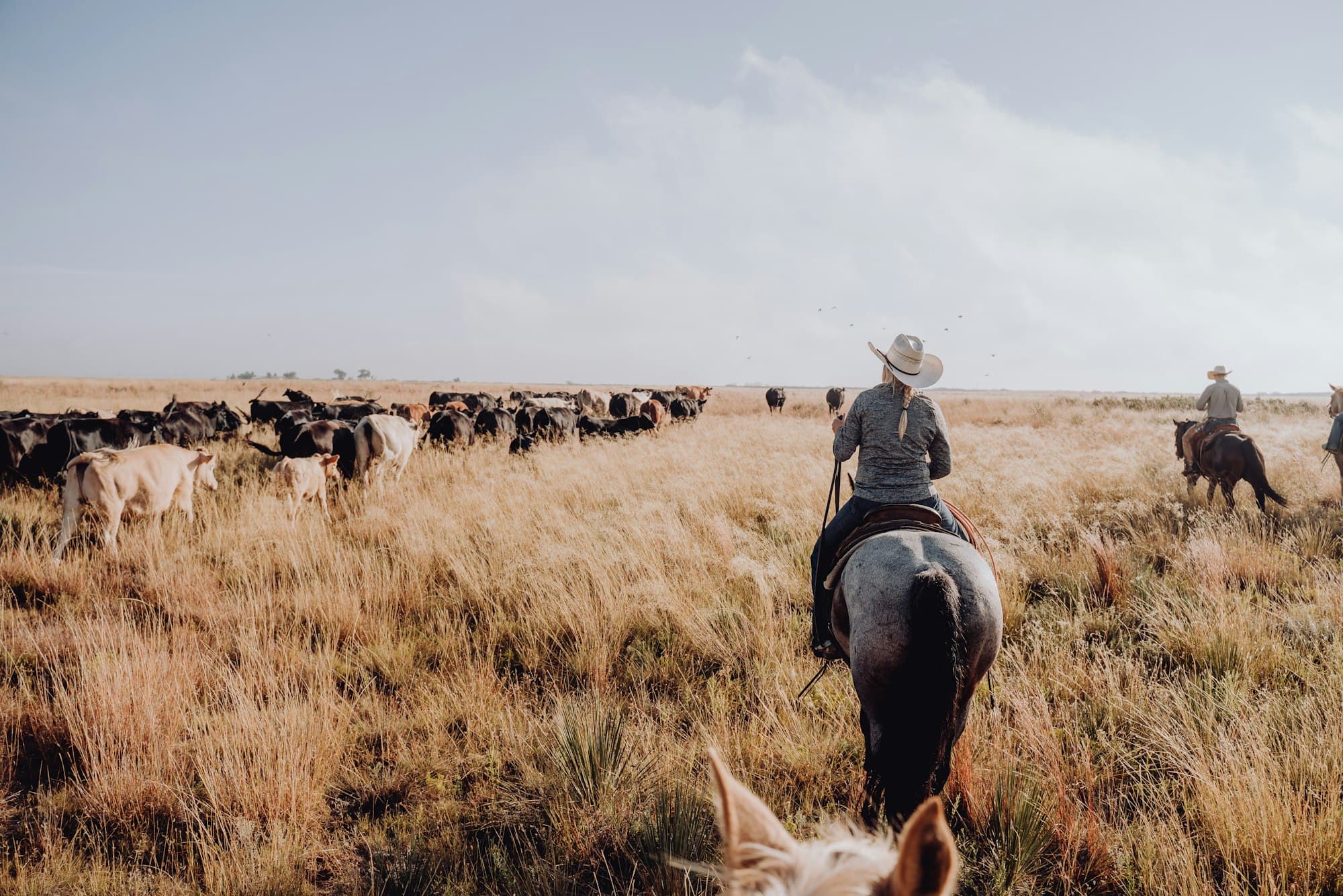Riders moving cattle across open Texas grassland