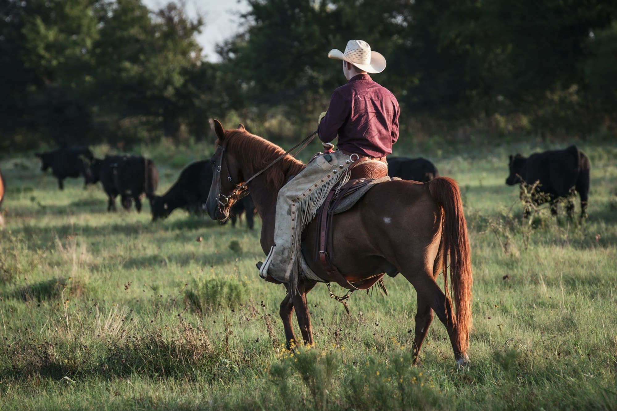 A rider on horseback working cattle in an open Texas pasture